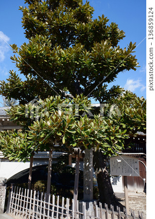 Aichi Prefecture, Toyokawa Inari Shrine, Myogonji Temple Garden, Magnolia grandiflora 136859124