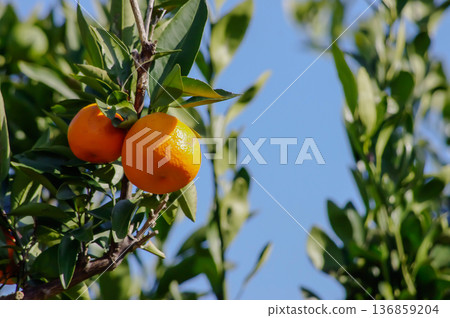Oranges growing under the blue sky Autumn fruit background material Oranges growing under the blue sky Autumn fruit background material 136859204