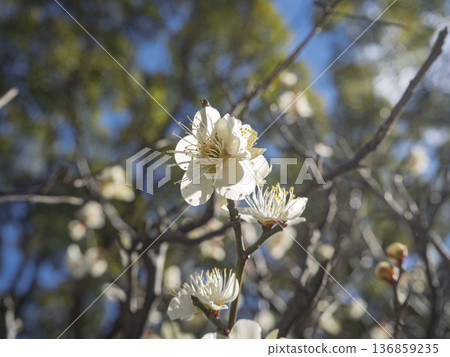 White plum blossoms draped in light, their elegance shining against the early spring sky White plum blossoms draped in light, their elegance shining against the early spring sky 136859235