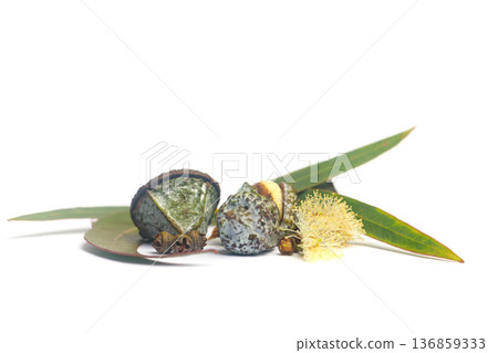 Aromatic eucalyptus fruits gumnuts, flower and green eucalipto leaves on white background 136859333