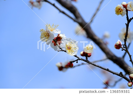 Plum blossoms telling the arrival of spring Plum blossoms telling the arrival of spring 136859381
