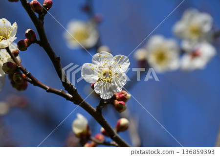 梅花告訴春天的到來 梅花告訴春天的到來 136859393