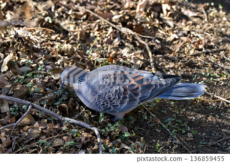 Turtledove Turtledove 136859455