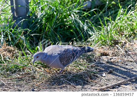 Turtledove  136859457
