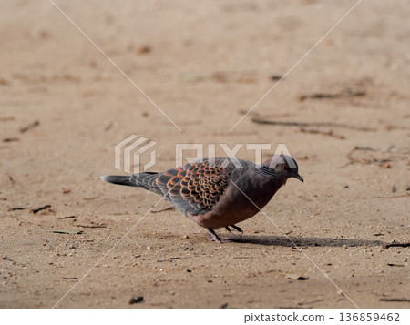 Turtledove Turtledove 136859462