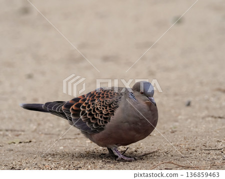 Turtledove  136859463