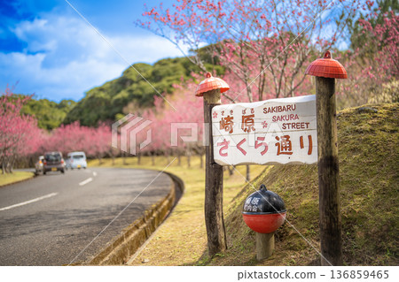 崎原櫻花街－奄美大島壯觀的觀毘櫻林蔭大道 136859465