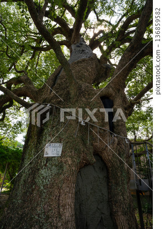 A-bombed camphor tree at Sanno Shrine (Nagasaki City) A-bombed camphor tree at Sanno Shrine (Nagasaki City) 136859582