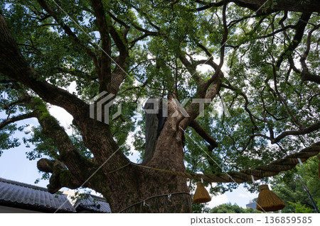 A-bombed camphor tree at Sanno Shrine (Nagasaki City) A-bombed camphor tree at Sanno Shrine (Nagasaki City) 136859585