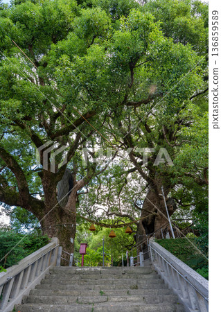 A-bombed camphor tree at Sanno Shrine (Nagasaki City) A-bombed camphor tree at Sanno Shrine (Nagasaki City) 136859589