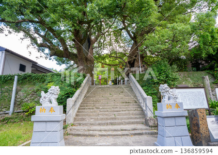 山王神社(長崎市)遭原子彈襲擊的樟樹 山王神社(長崎市)遭原子彈襲擊的樟樹 136859594