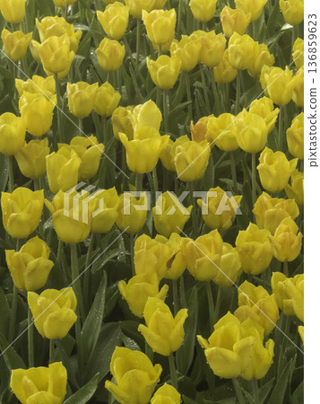 Plant and flower in outdoors garden 136859623