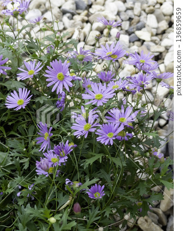 Natural flower landscaping in home garden Natural flower landscaping in home garden 136859659