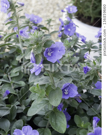 Natural flower landscaping in home garden 136859660