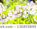 櫻花在春天的陽光下閃耀 136859849