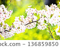 受歡快的春天的邀請 136859850