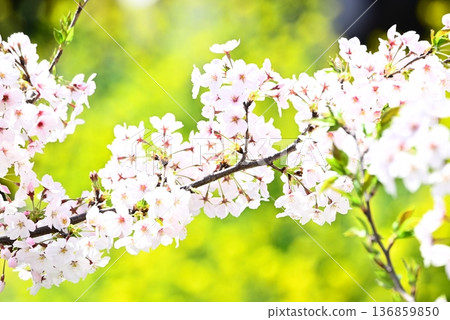 受歡快的春天的邀請 受歡快的春天的邀請 136859850