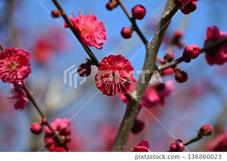 告訴春天的紅色李子花 告訴春天的紅色李子花 136860023