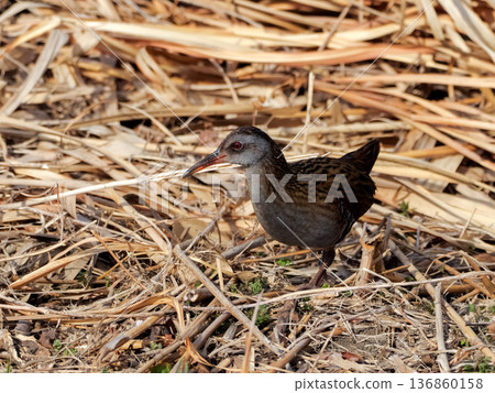 Waterhen Waterhen 136860158