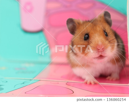 Golden hamster roaming the room 136860254