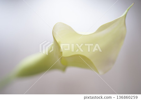 White calla lilies on a white background White calla lilies on a white background 136860259