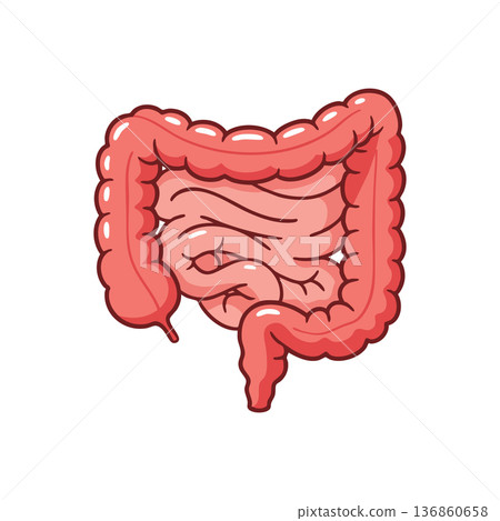 Human digestive system large and small intestines detailed vector anatomy illustration for medical education and health awareness Human digestive system large and small intestines detailed vector anatomy illustration for medical education and health awareness 136860658