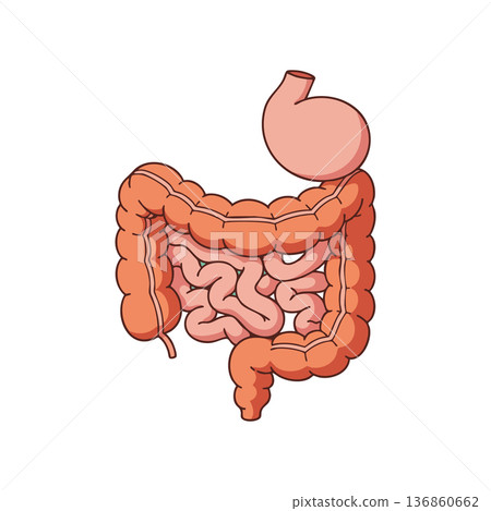 Digestive system anatomy vector showing stomach large and small intestines detailed human organs illustration Digestive system anatomy vector showing stomach large and small intestines detailed human organs illustration 136860662