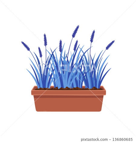 Blue lavender plant in rectangular brown flowerpot vector illustration with green leaves and soil 136860685