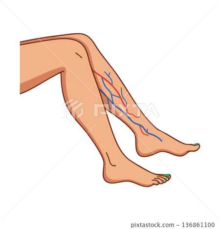 Human legs with visible veins and arteries anatomy medical illustration design vector 136861100