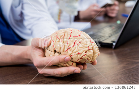 Doctor holding plastic model of human brain. 136861245