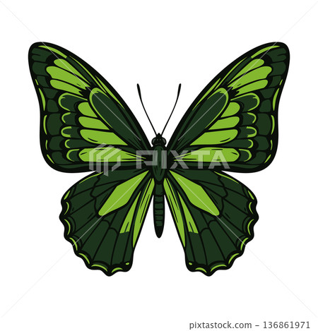 Green butterfly vector illustration with symmetrical wings and detailed patterns in dark and light green shades 136861971