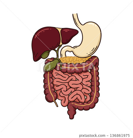 Human digestive system anatomy with liver stomach intestines and gallbladder detailed vector illustration educational medical design Human digestive system anatomy with liver stomach intestines and gallbladder detailed vector illustration educational medical design 136861975