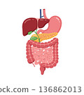 Human digestive system anatomy vector showing liver stomach intestines pancreas gallbladder and esophagus organs 136862013