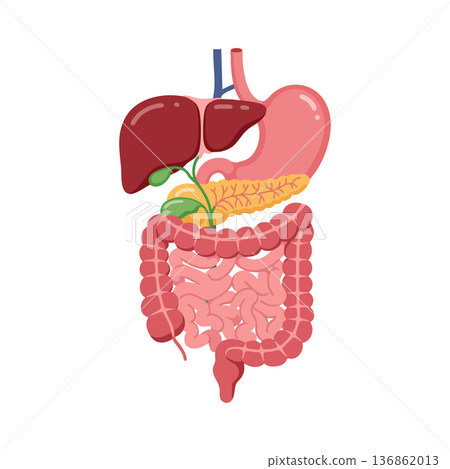 Human digestive system anatomy vector showing liver stomach intestines pancreas gallbladder and esophagus organs 136862013