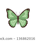 Green butterfly with brown edges symmetrical wings vector illustration natural insect design 136862016