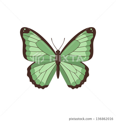 Green butterfly with brown edges symmetrical wings vector illustration natural insect design 136862016
