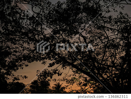 Peaceful twilight scene featuring darkened tree crowns against vibrant sunset backdrop Peaceful twilight scene featuring darkened tree crowns against vibrant sunset backdrop 136862311
