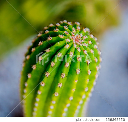 Beautiful macro shots of prickly cactus. Background and textures Beautiful macro shots of prickly cactus. Background and textures 136862350