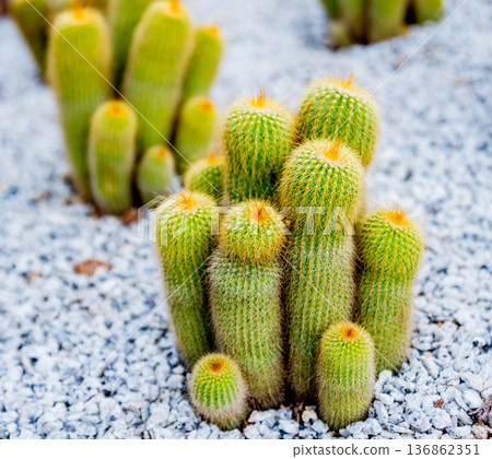 Collection beautiful prickly cacti in the greenhouse 136862351