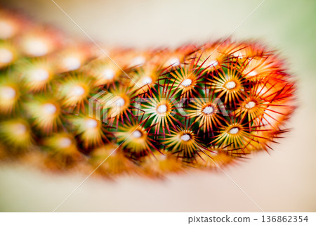Beautiful macro shots of prickly cactus. Background and textures 136862354