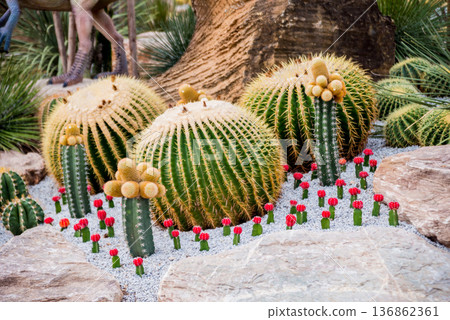Collection beautiful prickly cacti in the greenhouse Collection beautiful prickly cacti in the greenhouse 136862361