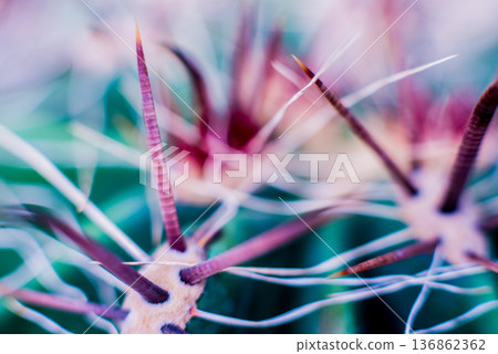 Beautiful macro shots of prickly cactus. Background and textures 136862362