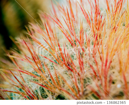 Beautiful macro shots of prickly cactus. Background and textures Beautiful macro shots of prickly cactus. Background and textures 136862365
