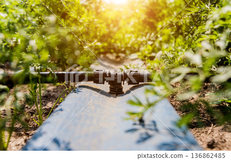 Drip irrigation system. Water saving drip irrigation system Drip irrigation system. Water saving drip irrigation system 136862485