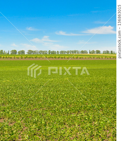 Endless Green Soybean Field Under a Clear Blue Sky Endless Green Soybean Field Under a Clear Blue Sky 136863015
