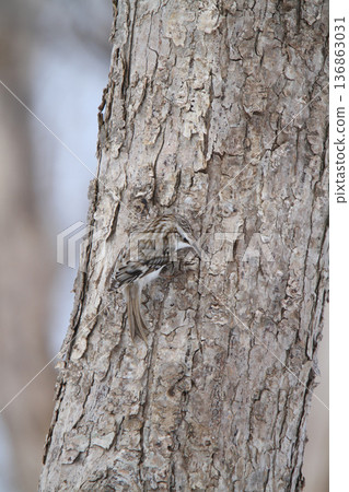 爬樹者 爬樹者 爬樹者 北海道野鳥 爬樹者 爬樹者 爬樹者 北海道野鳥 136863031