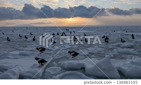 Steller's sea eagles gathering on the sea of drift ice. The morning sun and wild birds on the ice field. Steller's sea eagles gathering on the sea of drift ice. The morning sun and wild birds on the ice field. 136863105