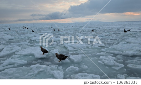 A flock of Steller's sea eagles gathering on the drift ice field Sea ice and birds of prey at dawn A flock of Steller's sea eagles gathering on the drift ice field Sea ice and birds of prey at dawn 136863333
