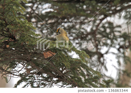 金冠夜鷹(Regulus regulus),北海道的一種野生鳥類 金冠夜鷹(Regulus regulus),北海道的一種野生鳥類 136863344