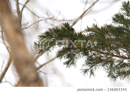 金冠夜鷹(Regulus regulus),北海道的一種野生鳥類 金冠夜鷹(Regulus regulus),北海道的一種野生鳥類 136863345